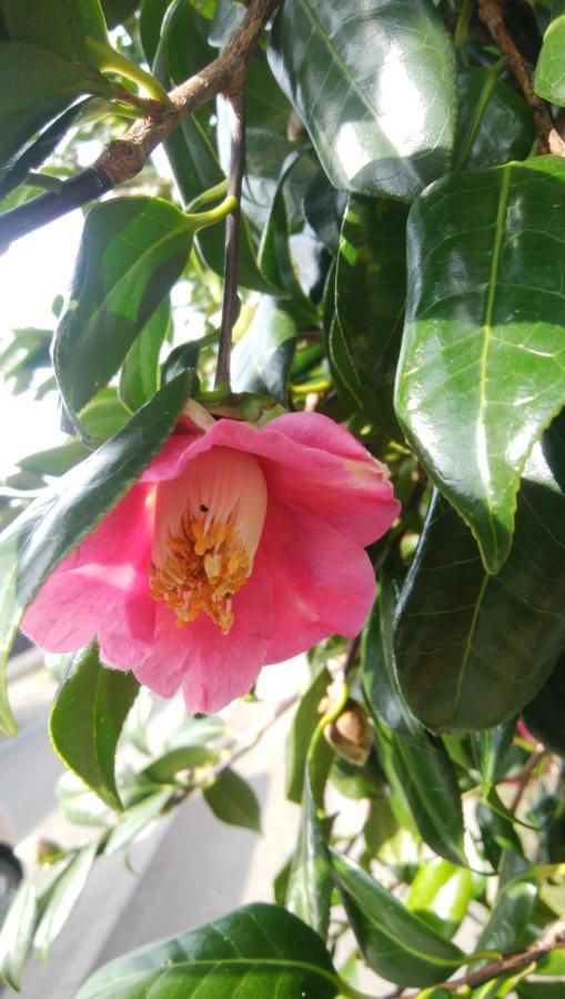 Oshima 築100年の宿【はぶの家】 מראה חיצוני תמונה